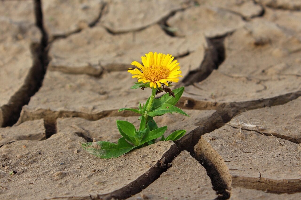 Resilience seen by flower growing despite drought and hard soil